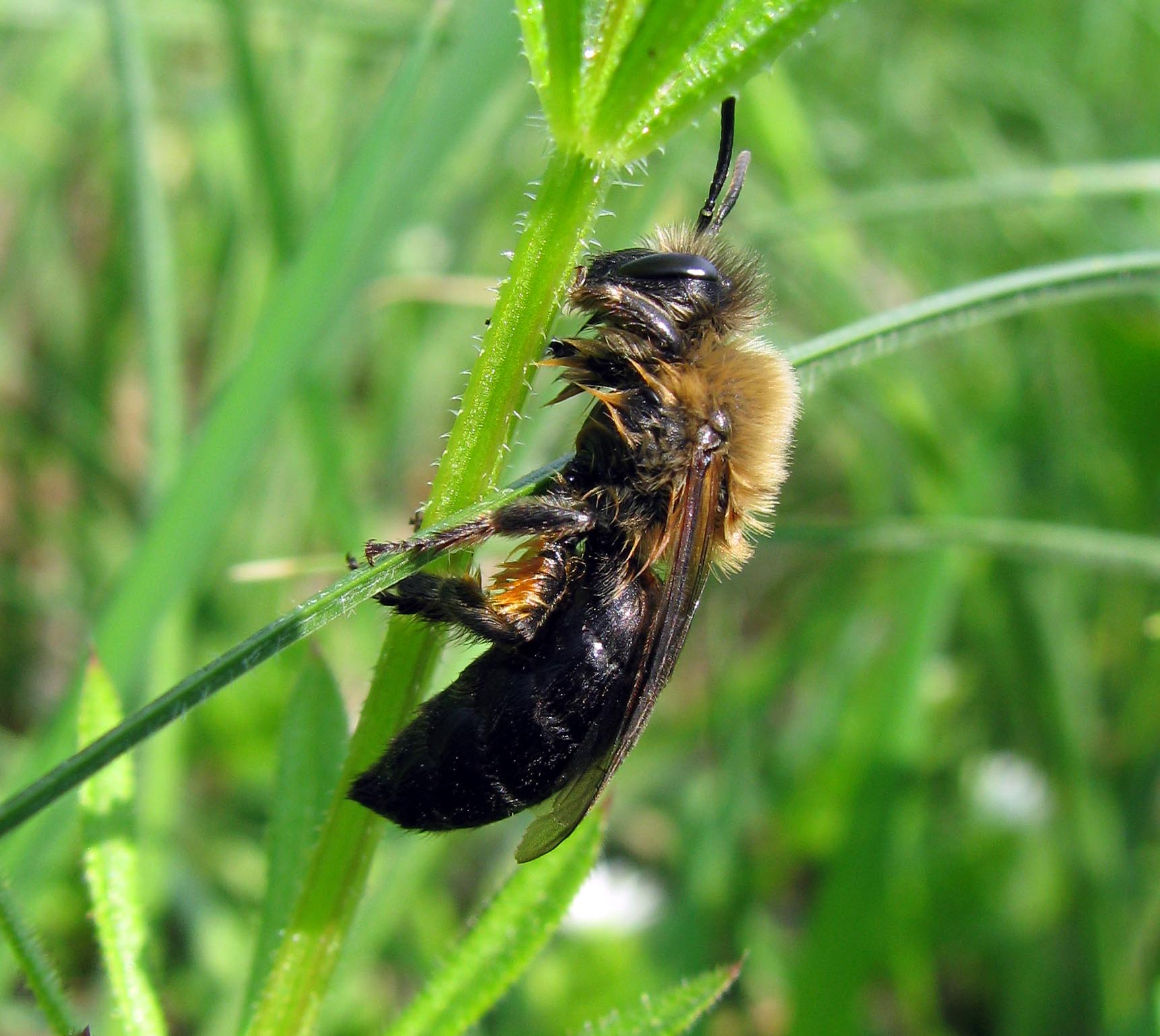 Possibile femmina di Colletes cunicularius